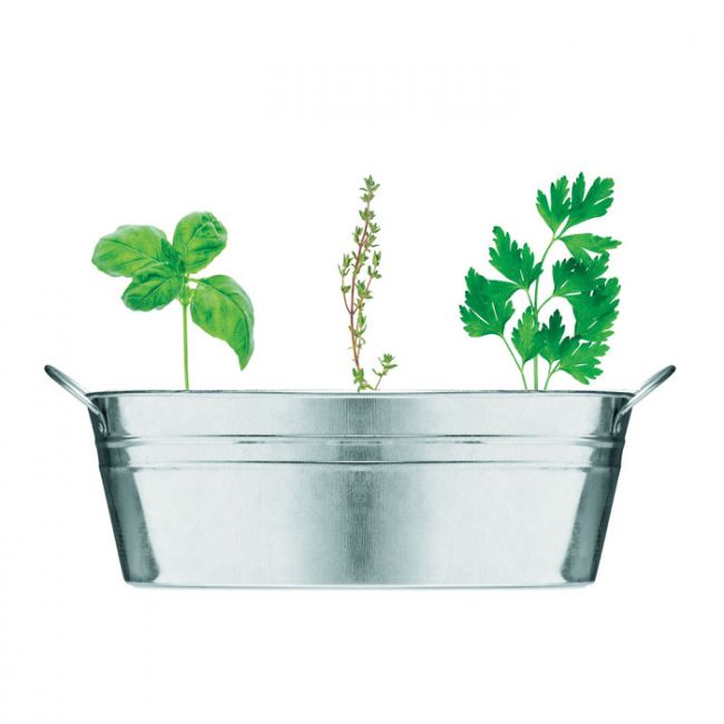 Kit Plantation Aromatiques