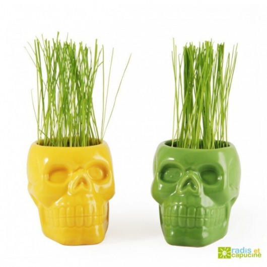 Pot Herbe Tête de Mort