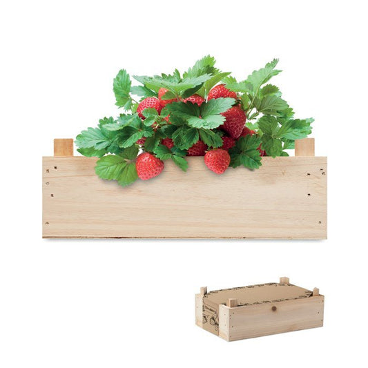 kit de plantation de fraise